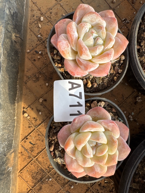 A711 多肉植物一物一拍