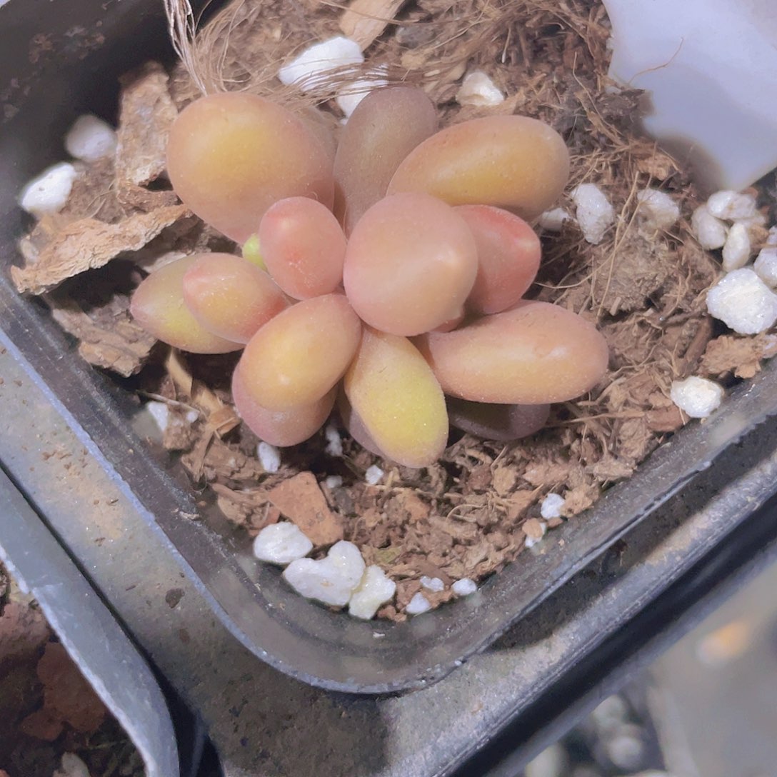 芒果奶a028一物一拍