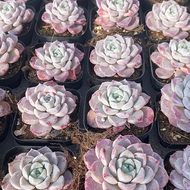 202小鹿斑比 单头 福利多多
