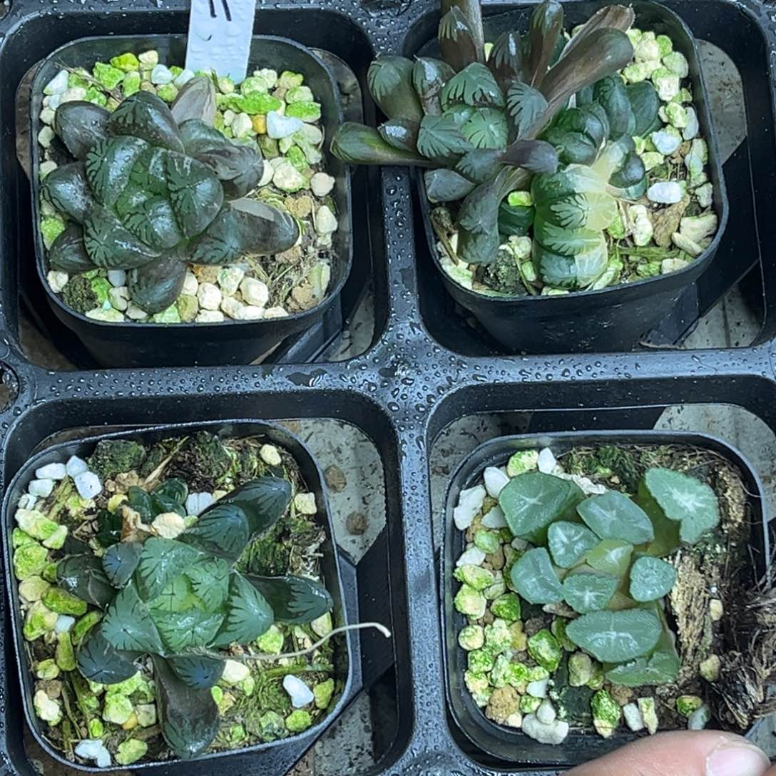 11福利4颗包邮头家多肉十二卷