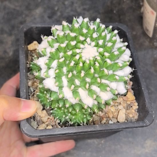 实生雪糕直径7.5不带盆土