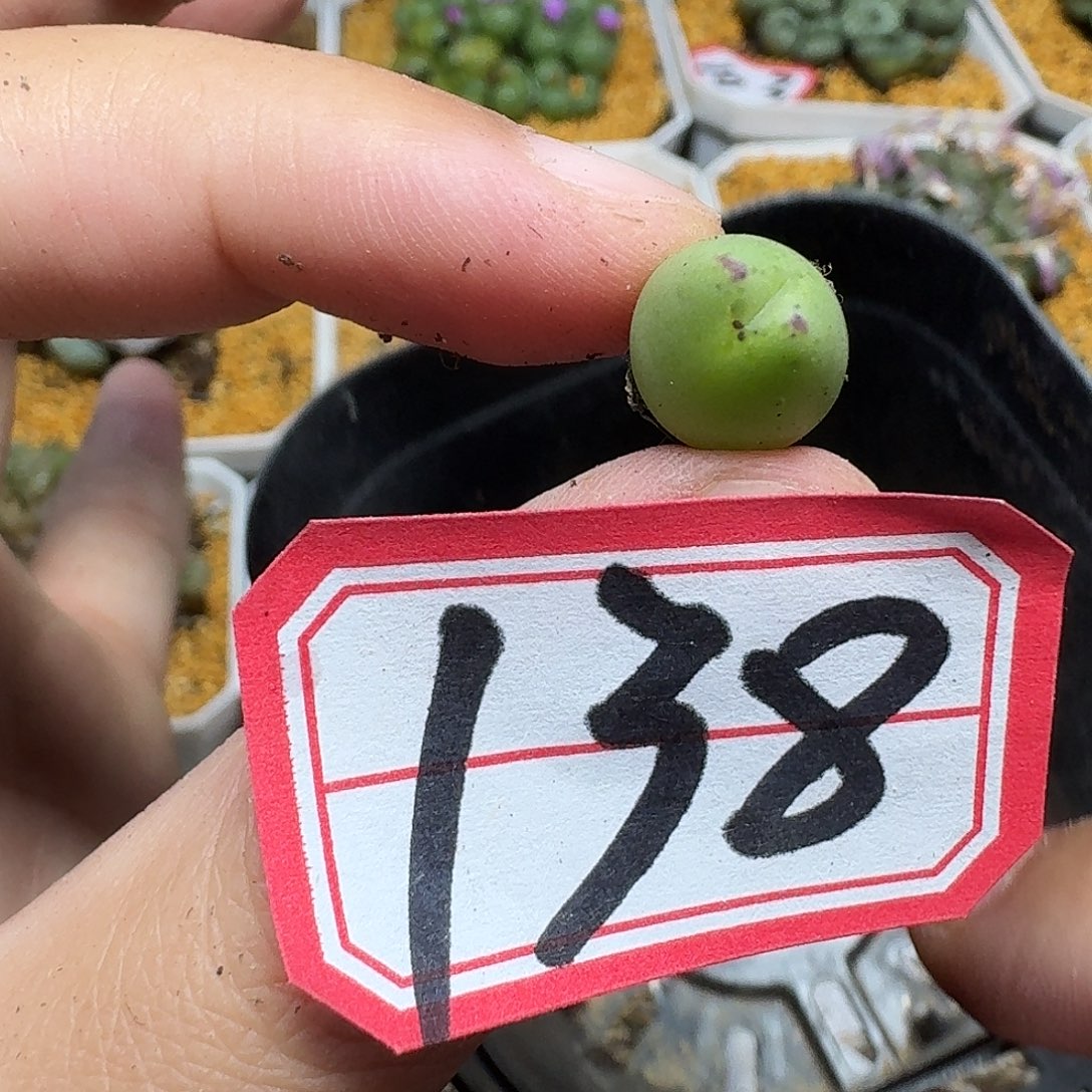 多肉植物的人啊ghj