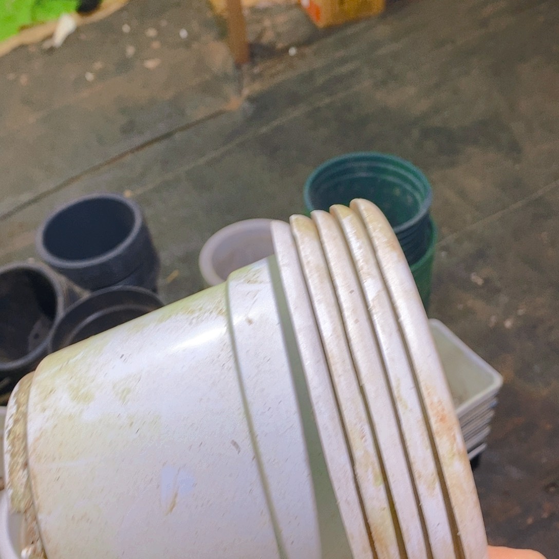 塑料旧16公分白圆盆加厚15个