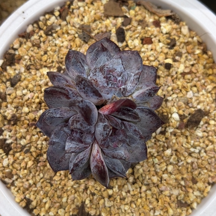 黑松露 群生 夏鸣园艺