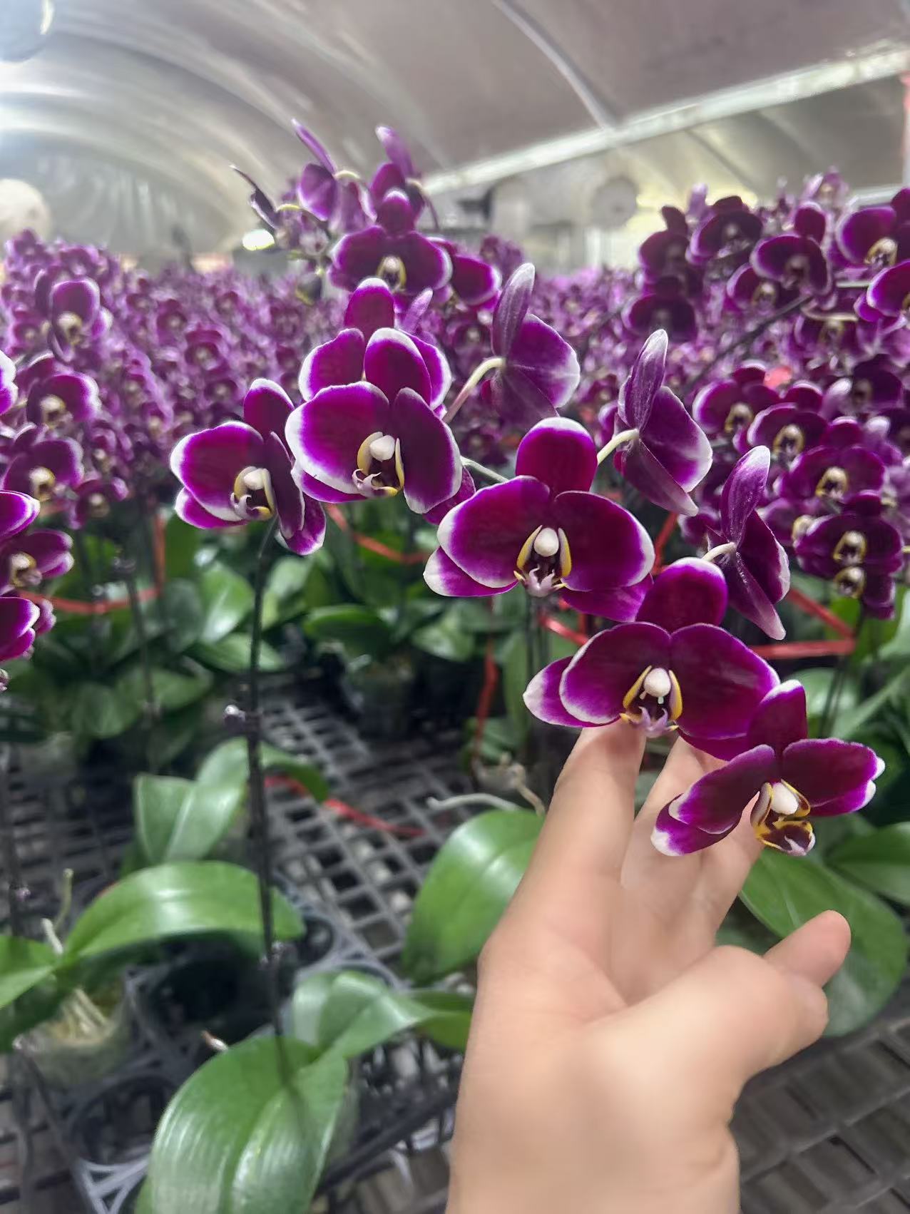 蝴蝶兰【巧克力】高贵花卉 欧品蝴蝶兰 室内花花 广州基地直发