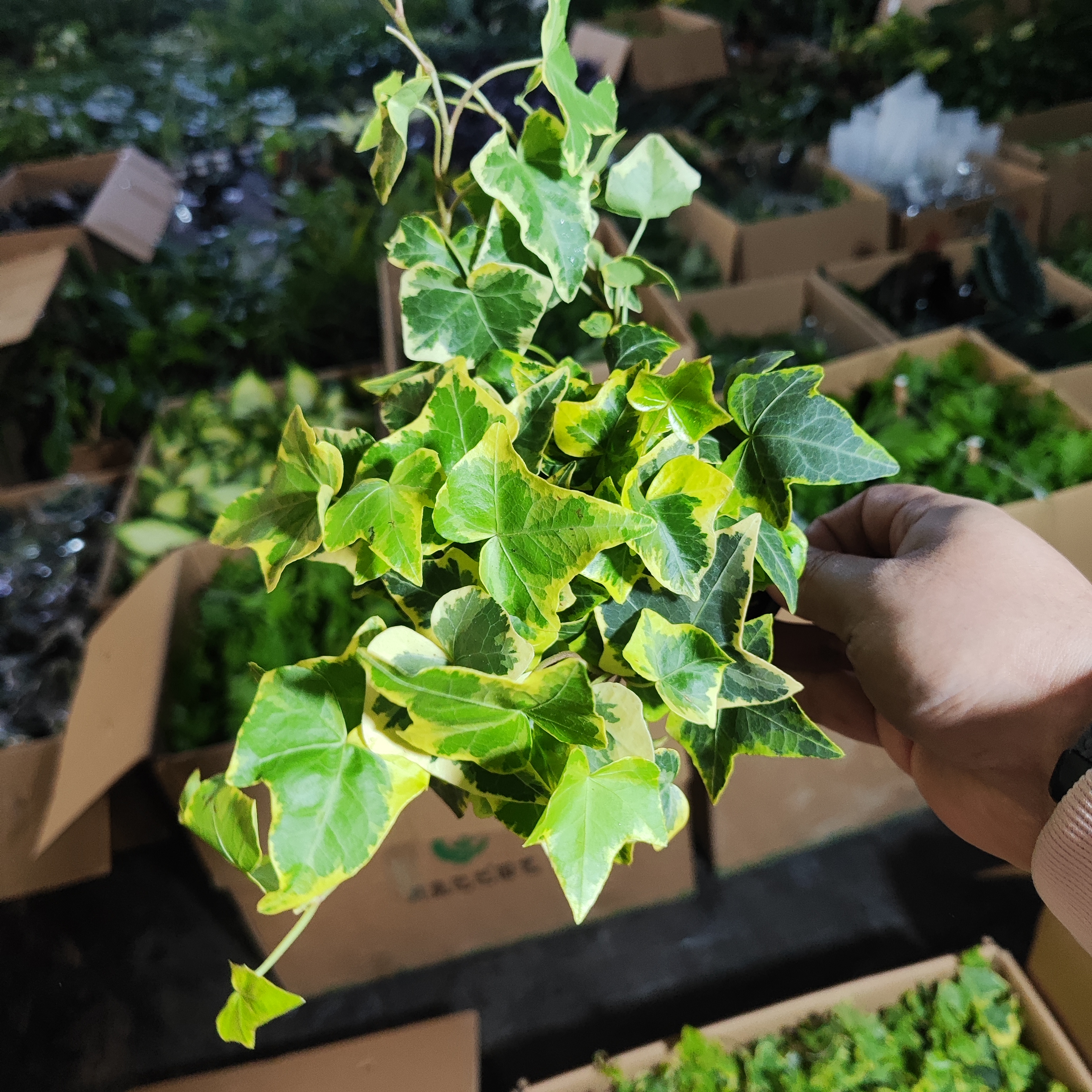 金边常春藤室内好养可爬藤可垂吊绿植盆栽观叶植物适合阳台