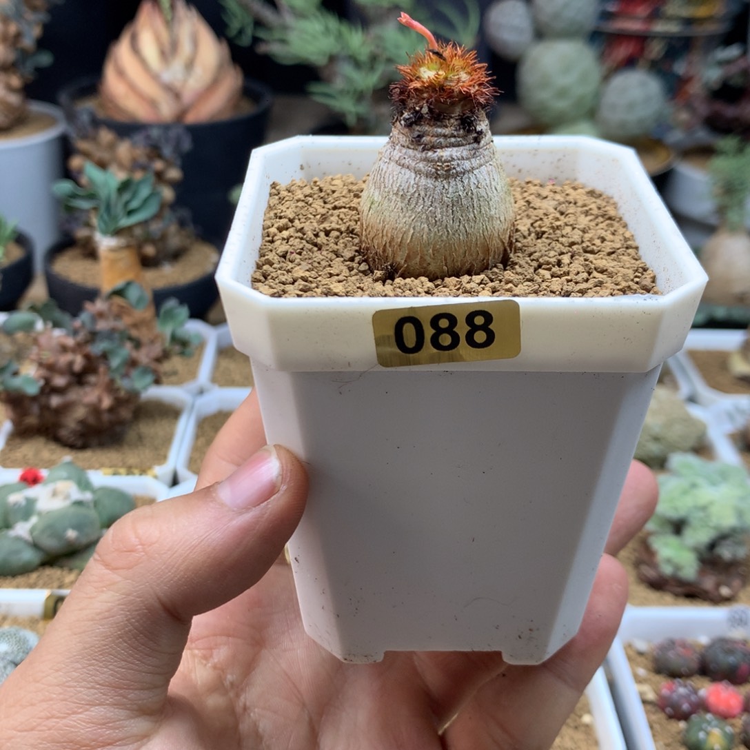 S***默象鼻大戟带盆多肉088