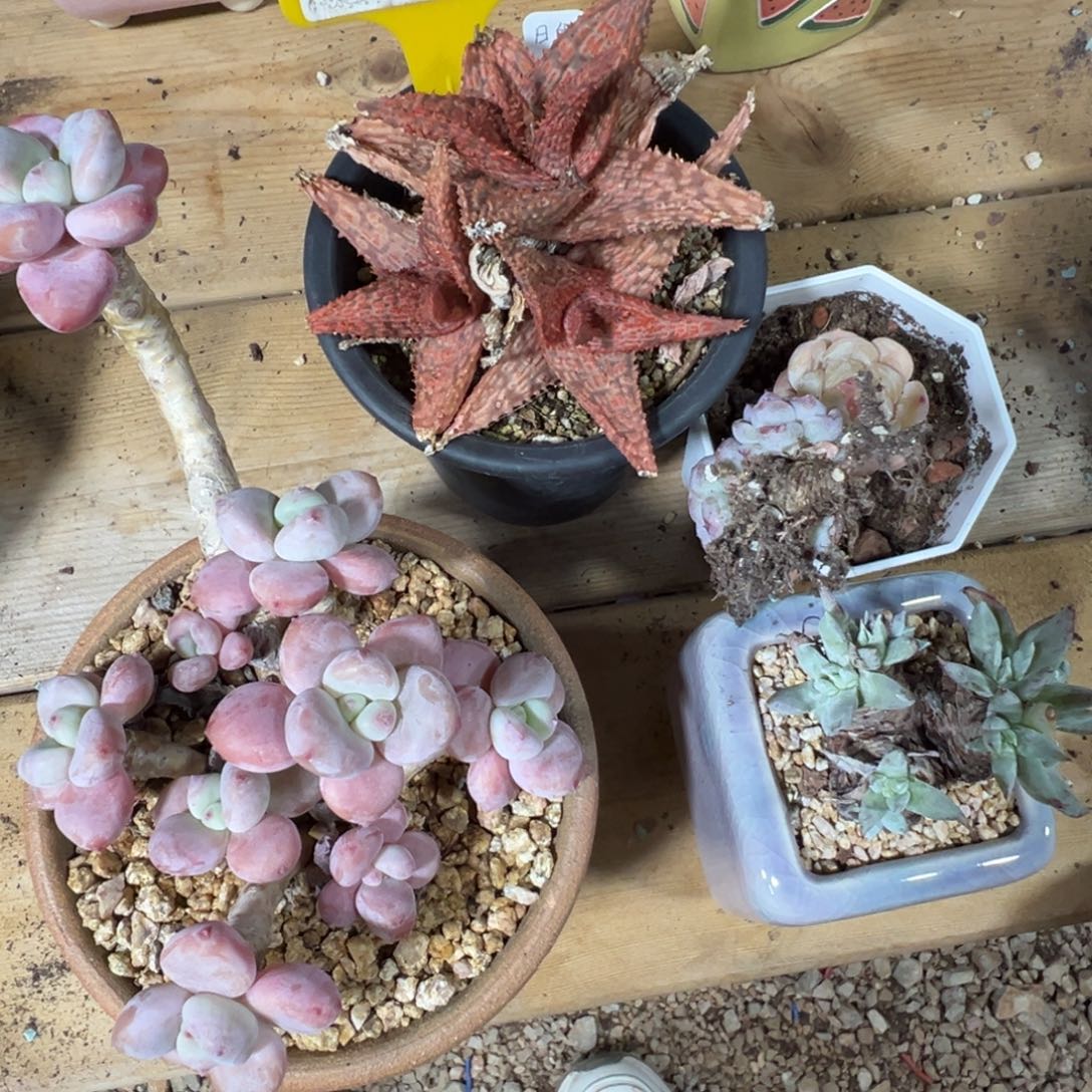 羚***主330号组合脱土发货