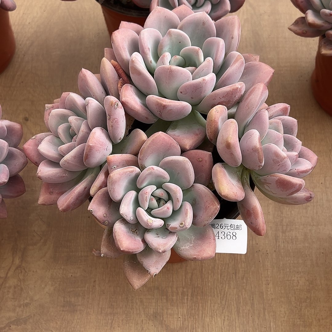 《***》4368奥普多肉植物多肉