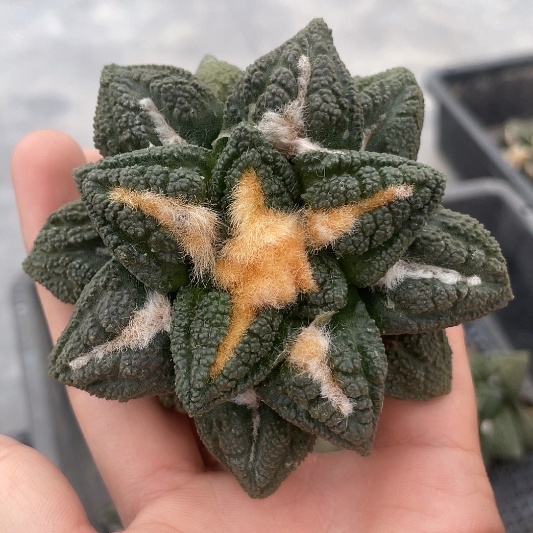 实生金毛龟甲牡丹福利