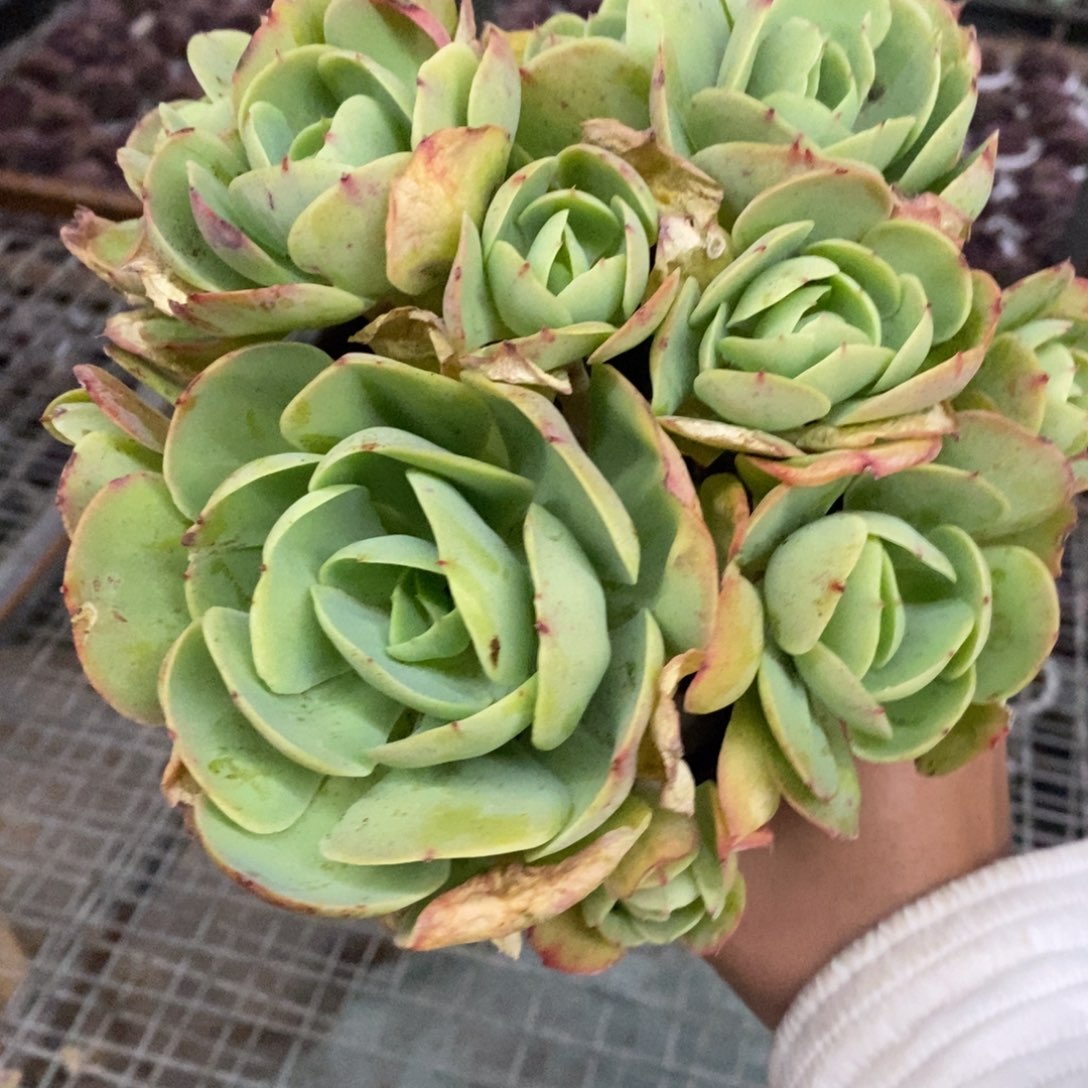 鸡蛋碧桃多头群生老桩