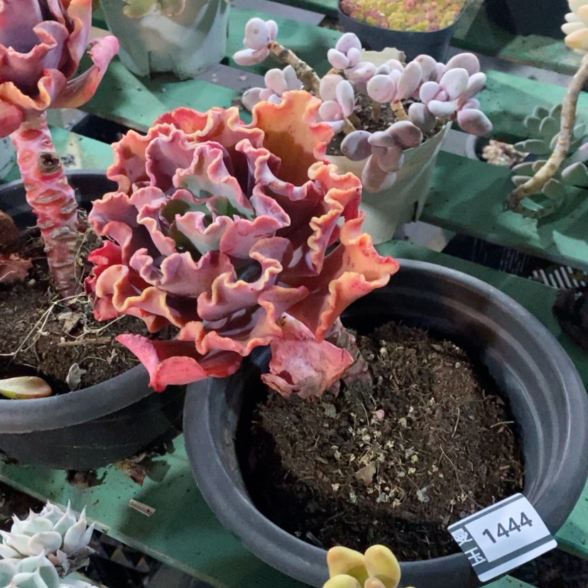 【闪购商品】红婚纱1444