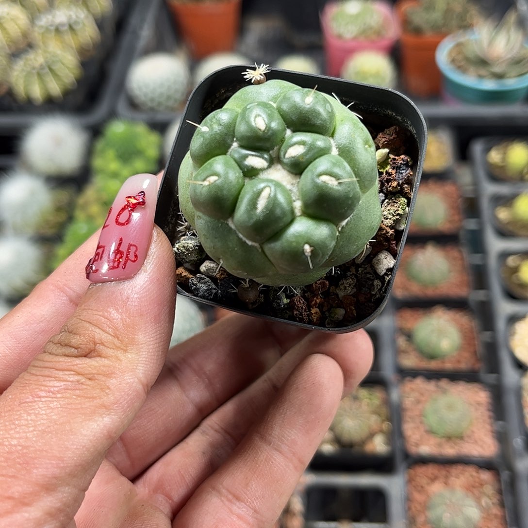 蜘蛛眼象牙单头发货单头