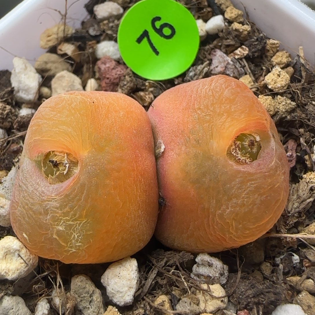 漂漂亮亮多肉植物76