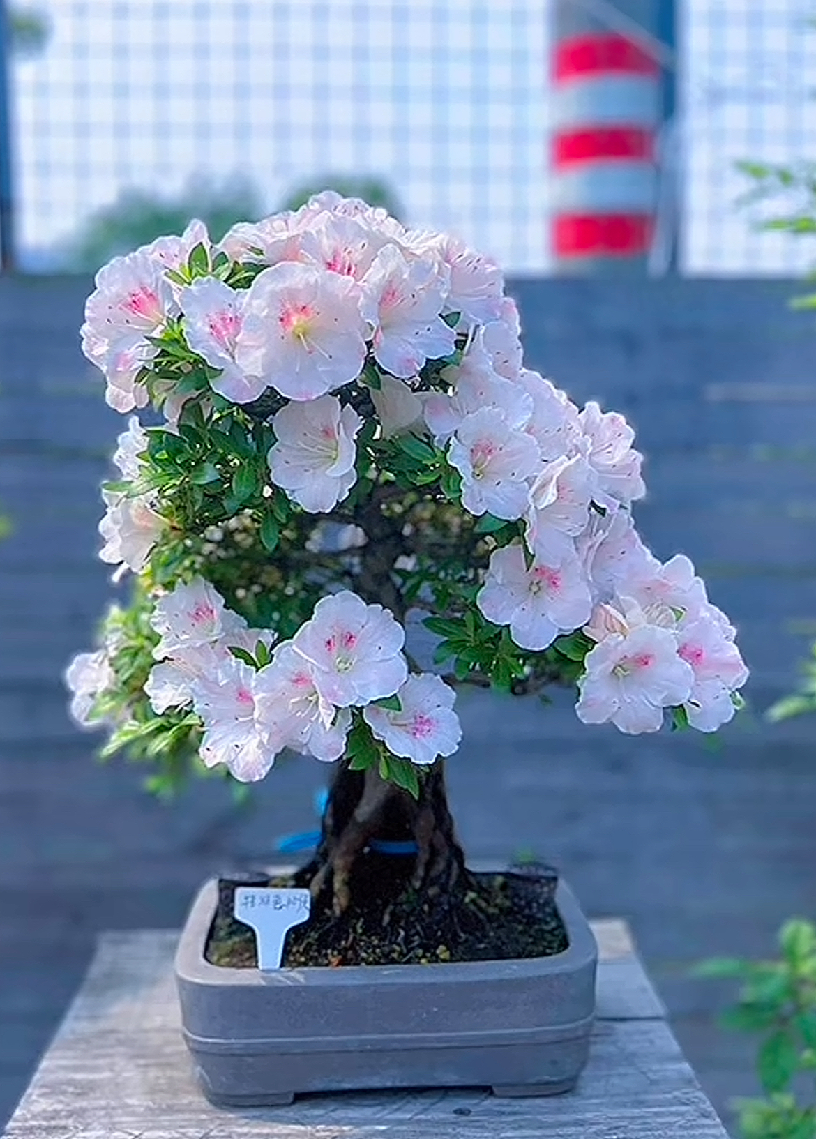 鸨羽惠皋月杜鹃好养活