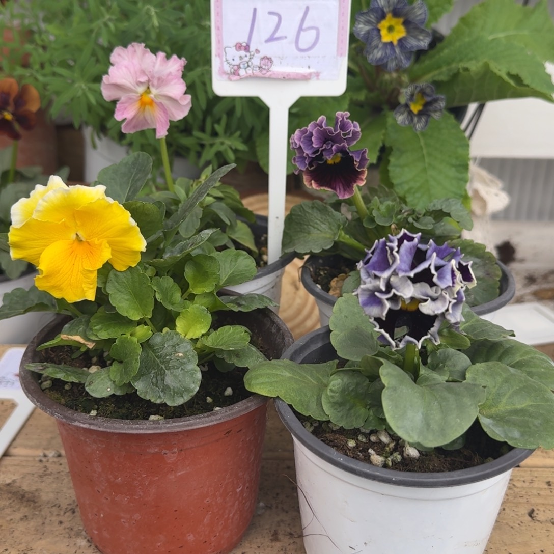 全部花朵1211 抖音一物一拍126号