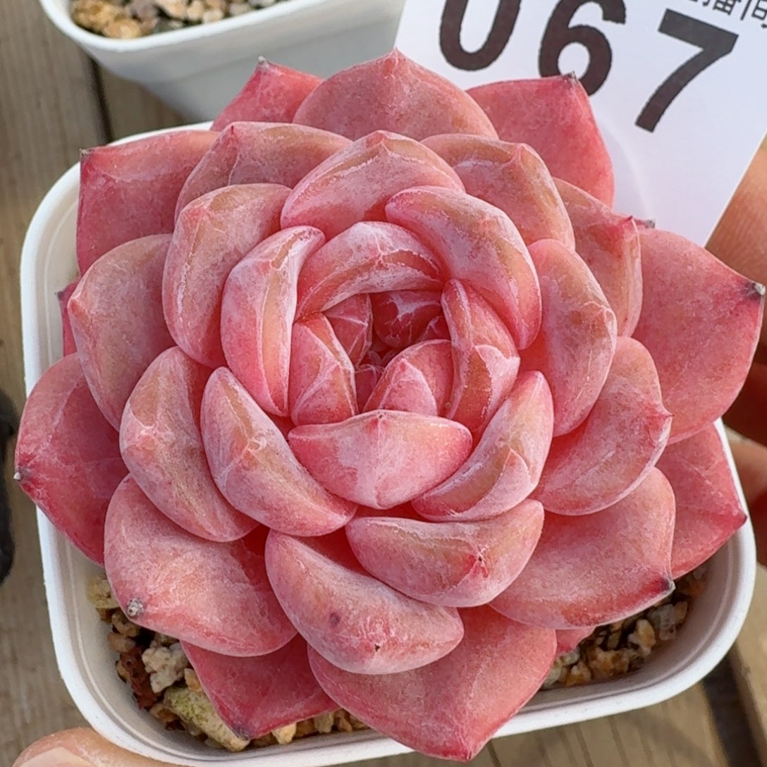 冰魄         精品多肉