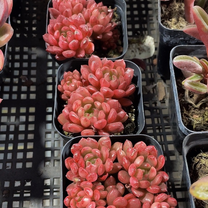 红宝石群带盆土发