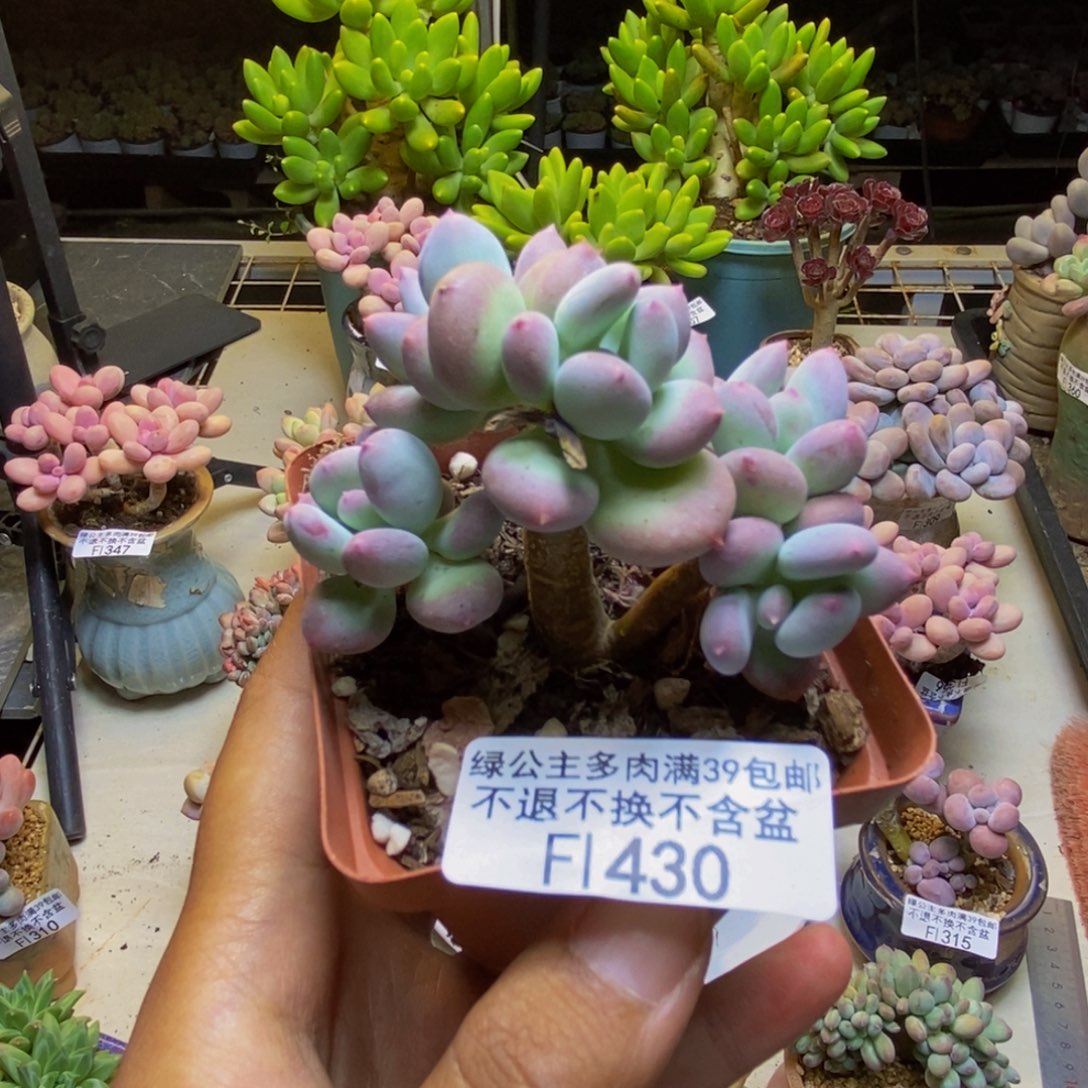 430苹果奶四代多肉5cm