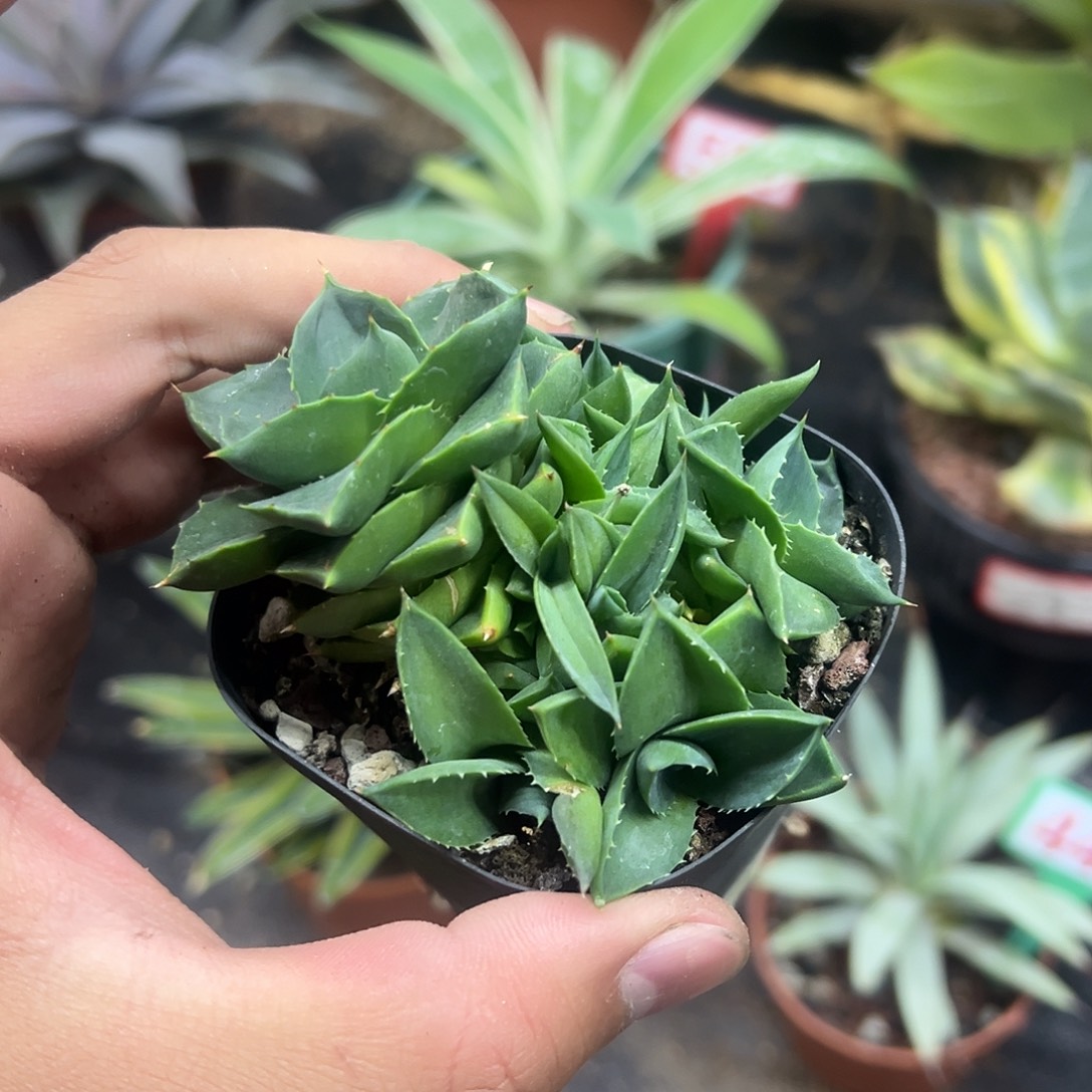 小精灵龙舌兰姬蓝光