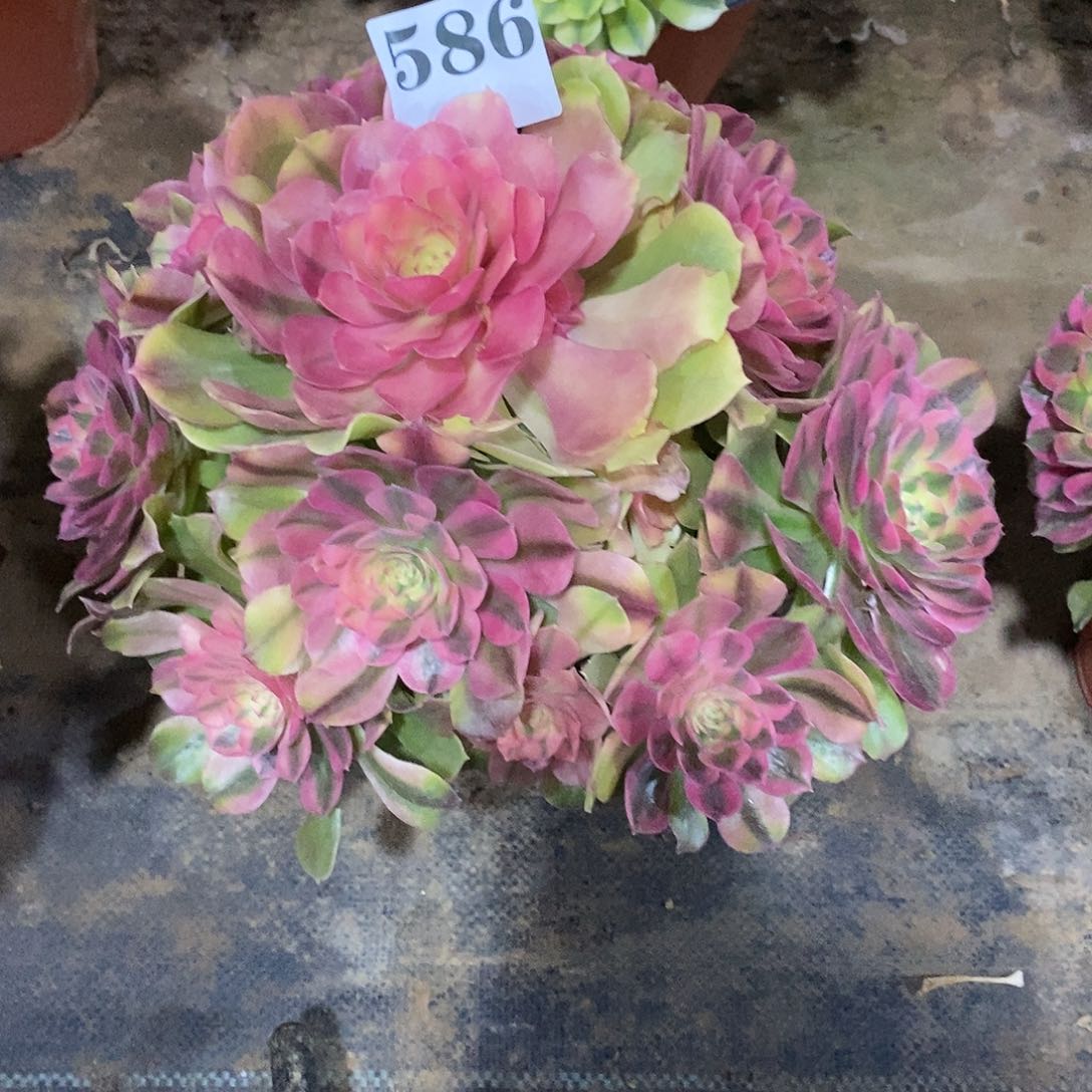 云****？红袖586多肉法师植物