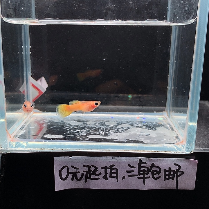 孔雀鱼黄金玻璃猫一对