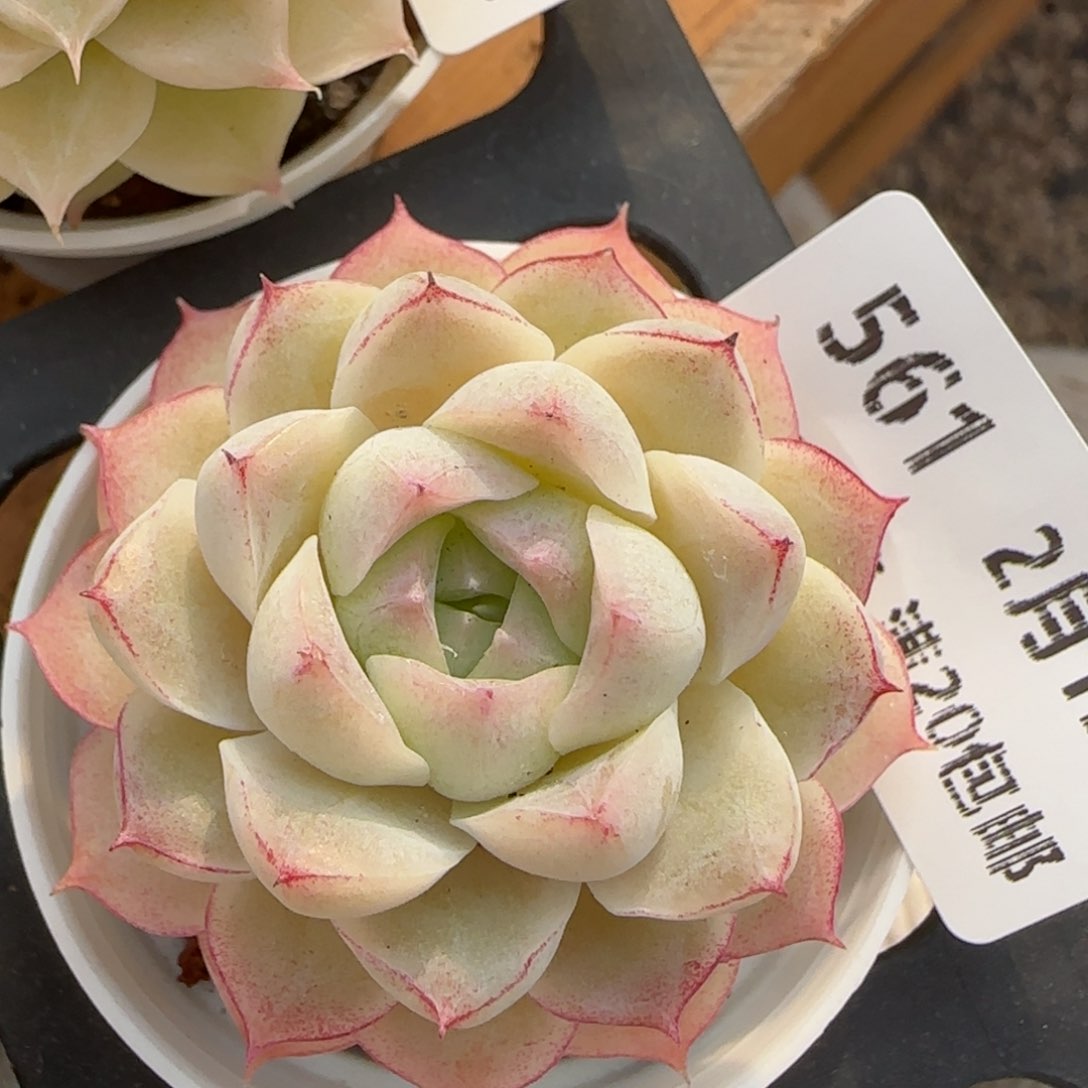 花语逸境0212-561