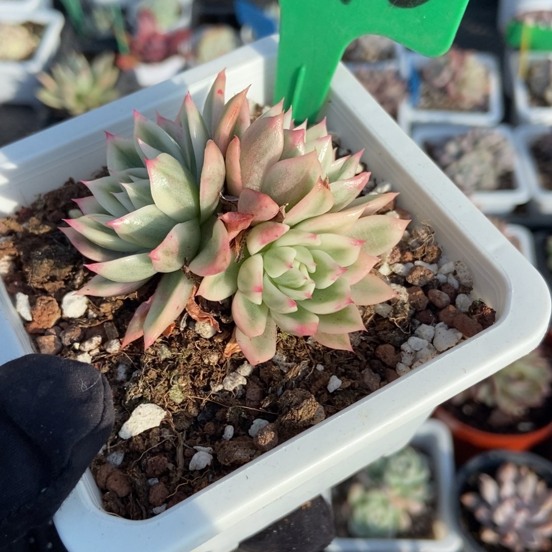 776蝴蝶飞锦多肉植物