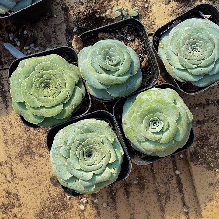 大单头叶罗玫瑰带盆土