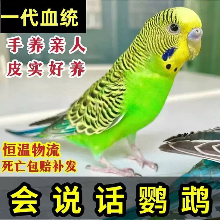 大头虎皮鹦鹉，包邮包风险（请拍摄完整的开箱视频，没视频不售后）