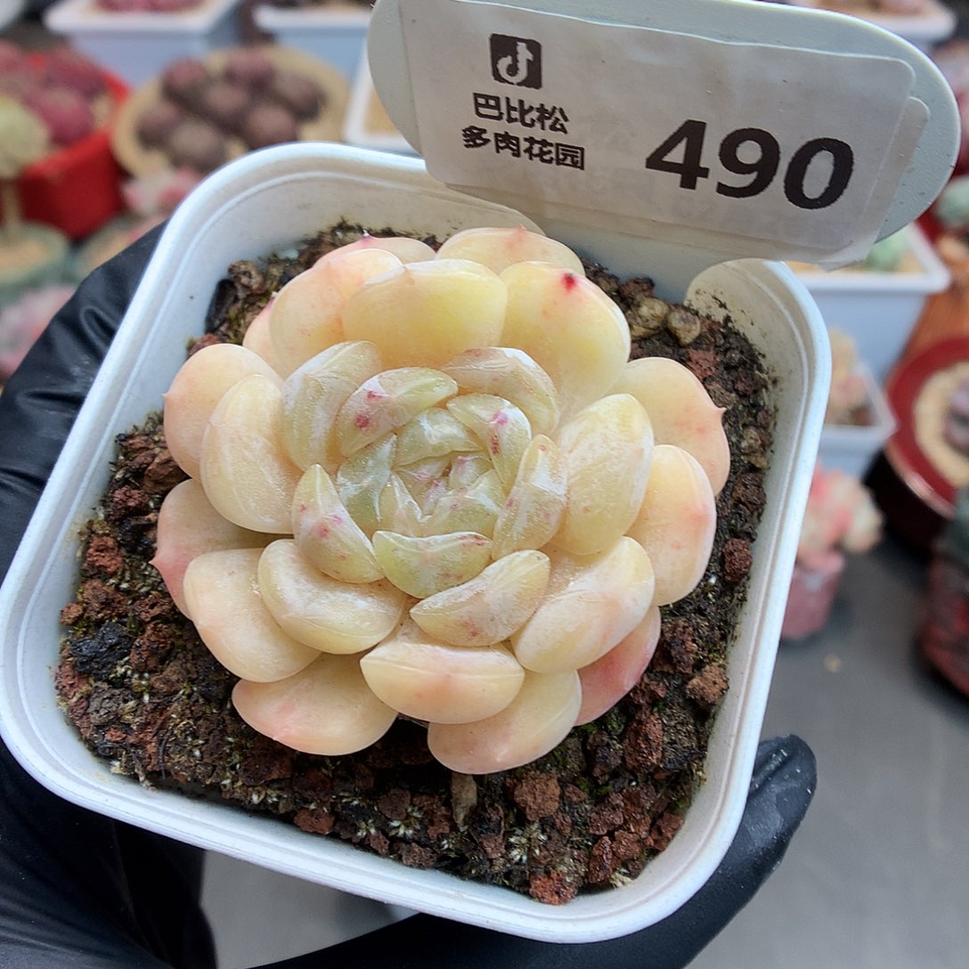 490 白色恋人多肉