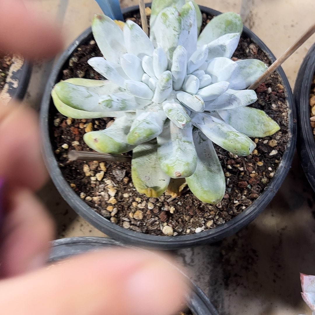 拇指老桩20号多肉