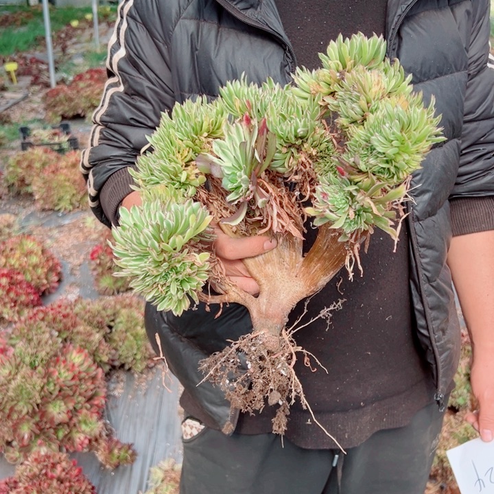 绿体仙魔醉话24号多肉法师