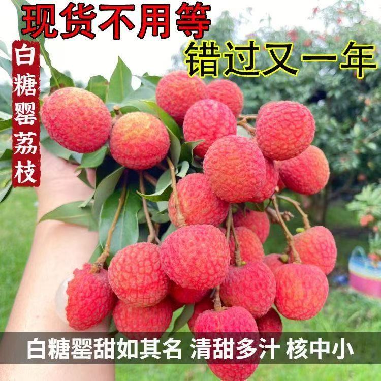 广东高州老树白糖罂荔枝现摘现发当季新鲜水果香甜多汁核小肉多