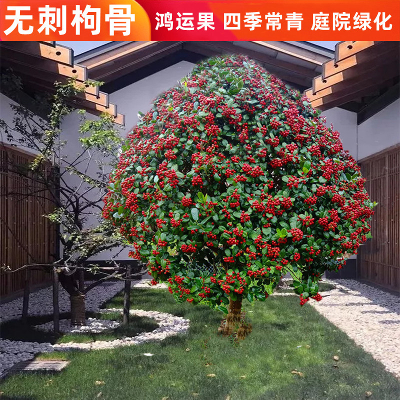 金玉满堂鸿运果无刺枸骨球盆栽地栽四季常青耐寒耐热庭院植物
