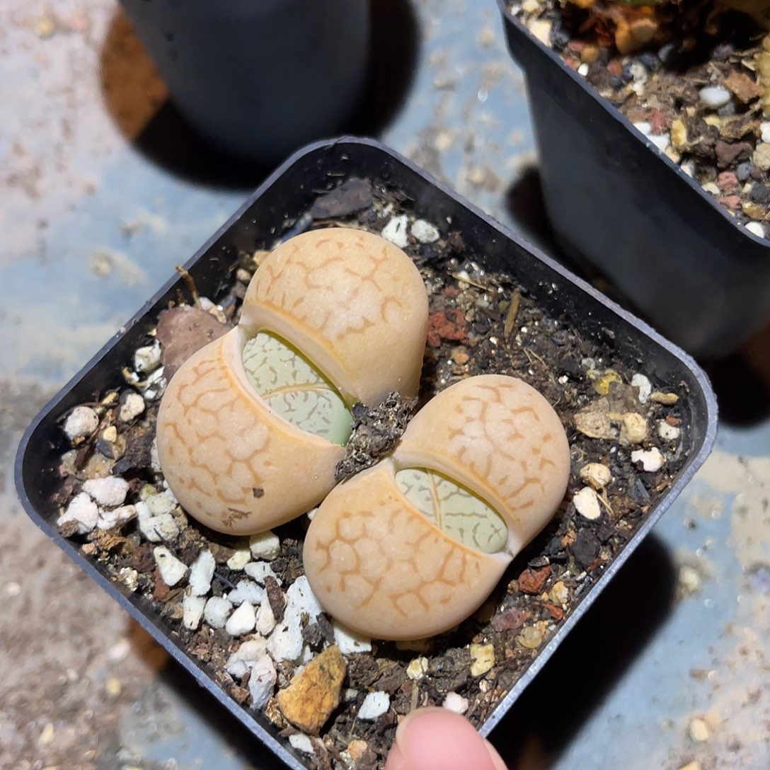 满38包邮2天凑单，脱土晾根发货多肉植物生石花