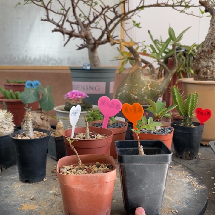 11月14日直播间福利橄榄不退换