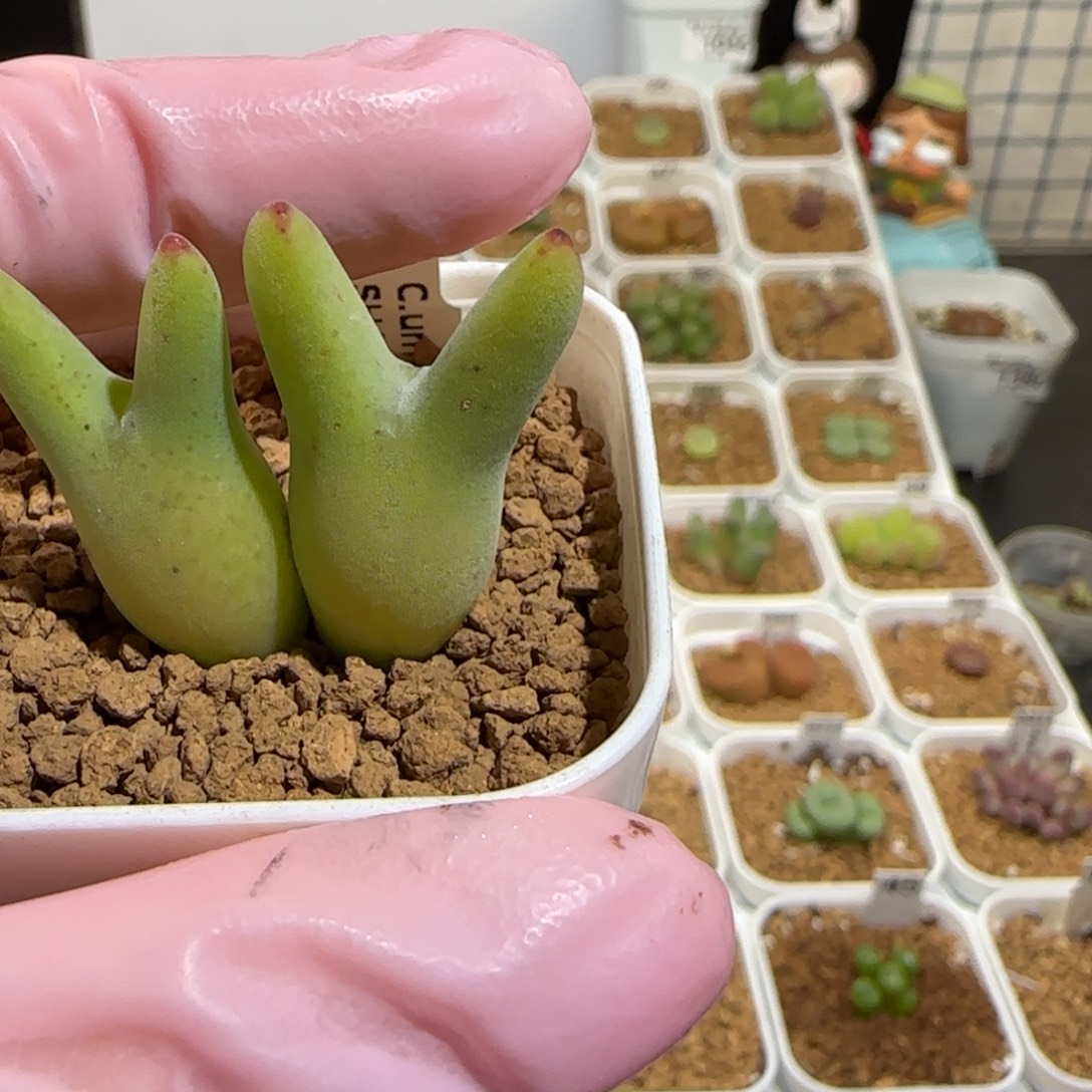 用***3肉锥多肉植物组合-1382