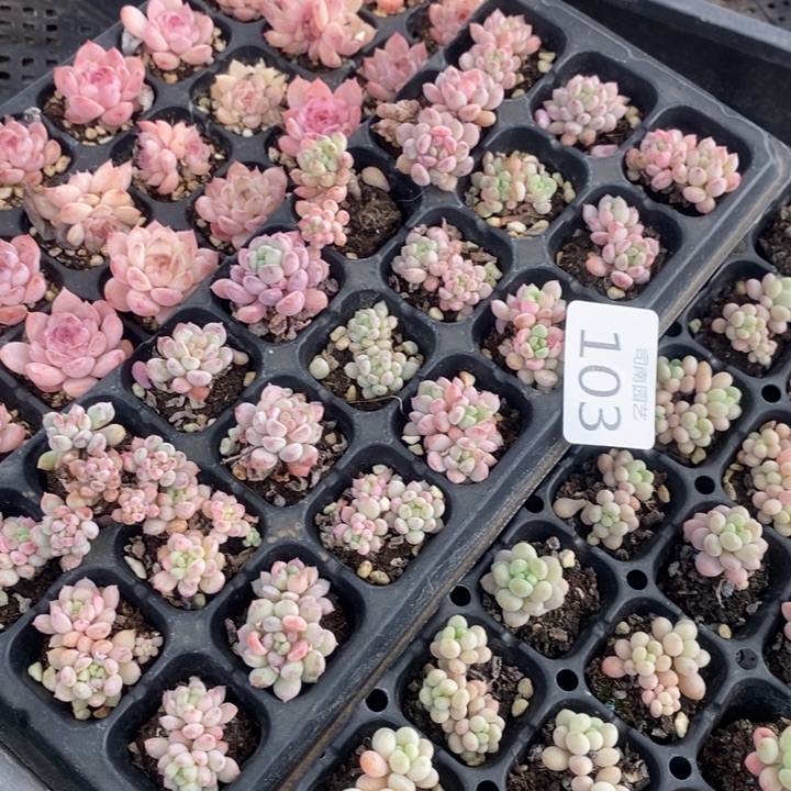 103 多肉植物盆栽花卉