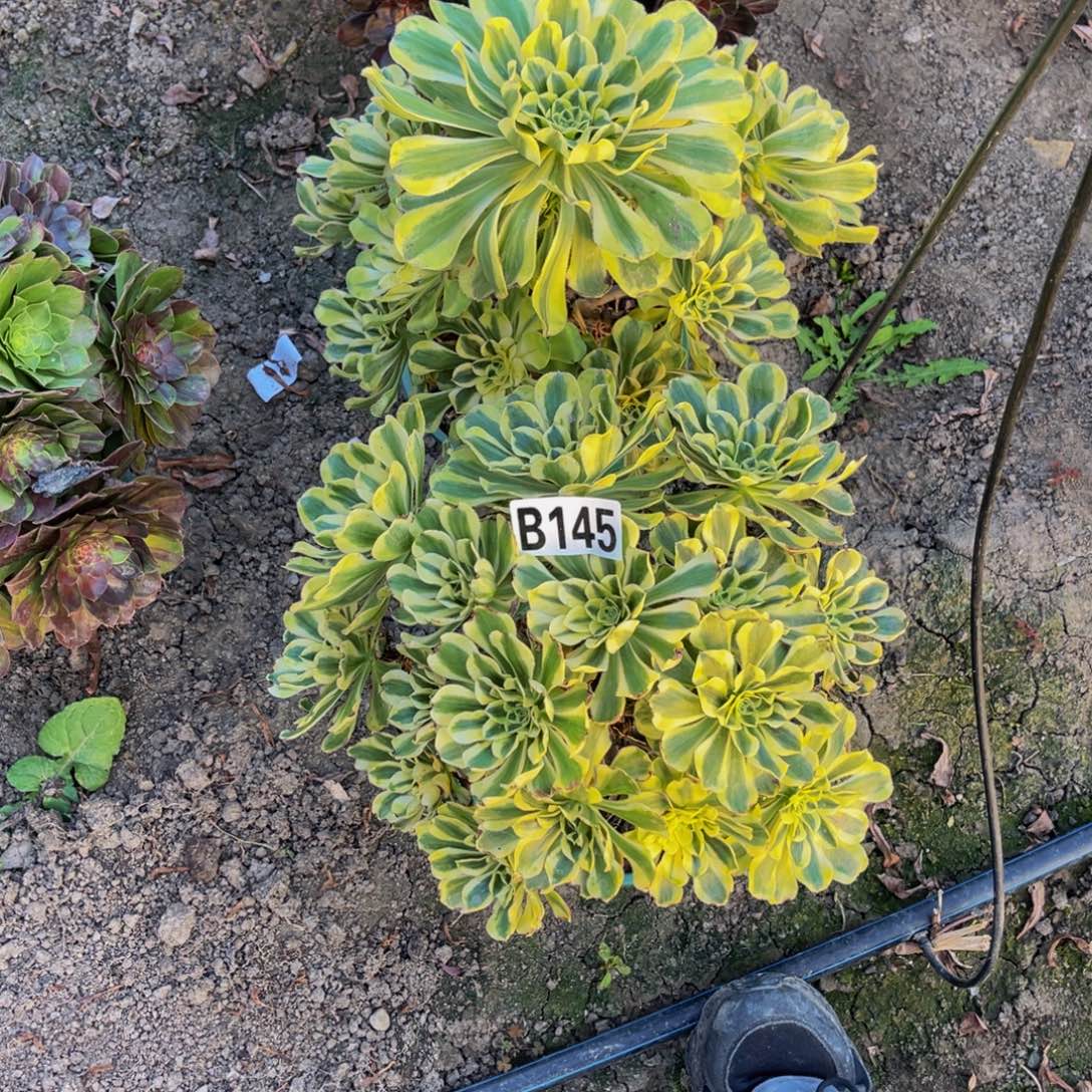 两盆法师28////-39包邮