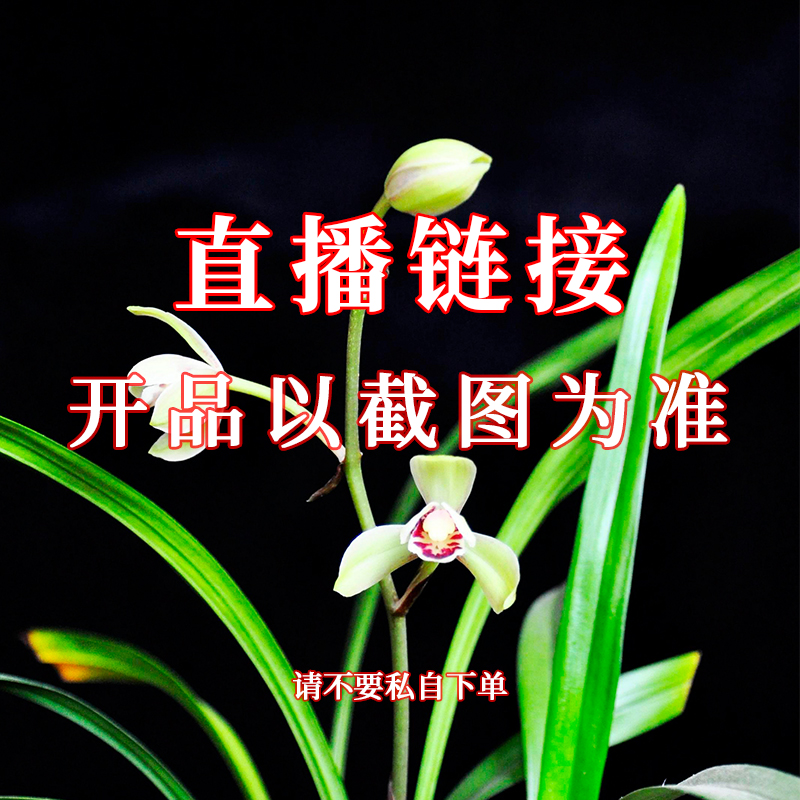 香草源 直播间兰花专拍裸根发货（请不要私自下单）