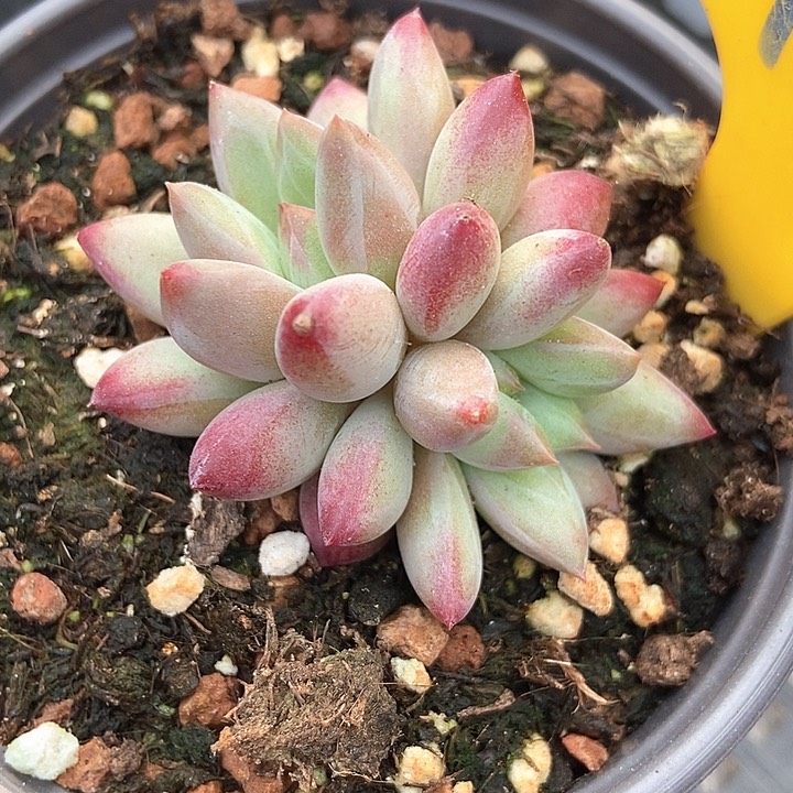 多肉植物金鱼姬959