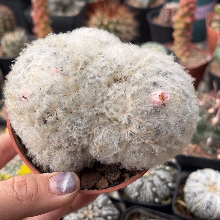 仙人球一物一拍实生粉花白星