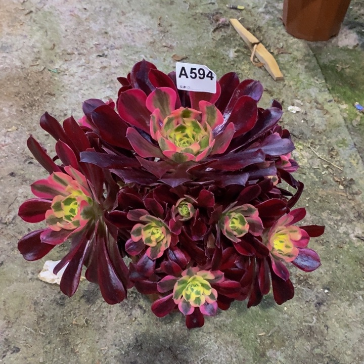 美杜莎多肉植物594