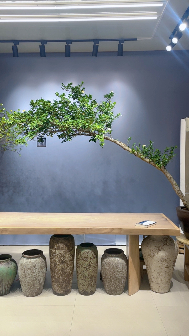 海岛栀子花大老桩盆景桩