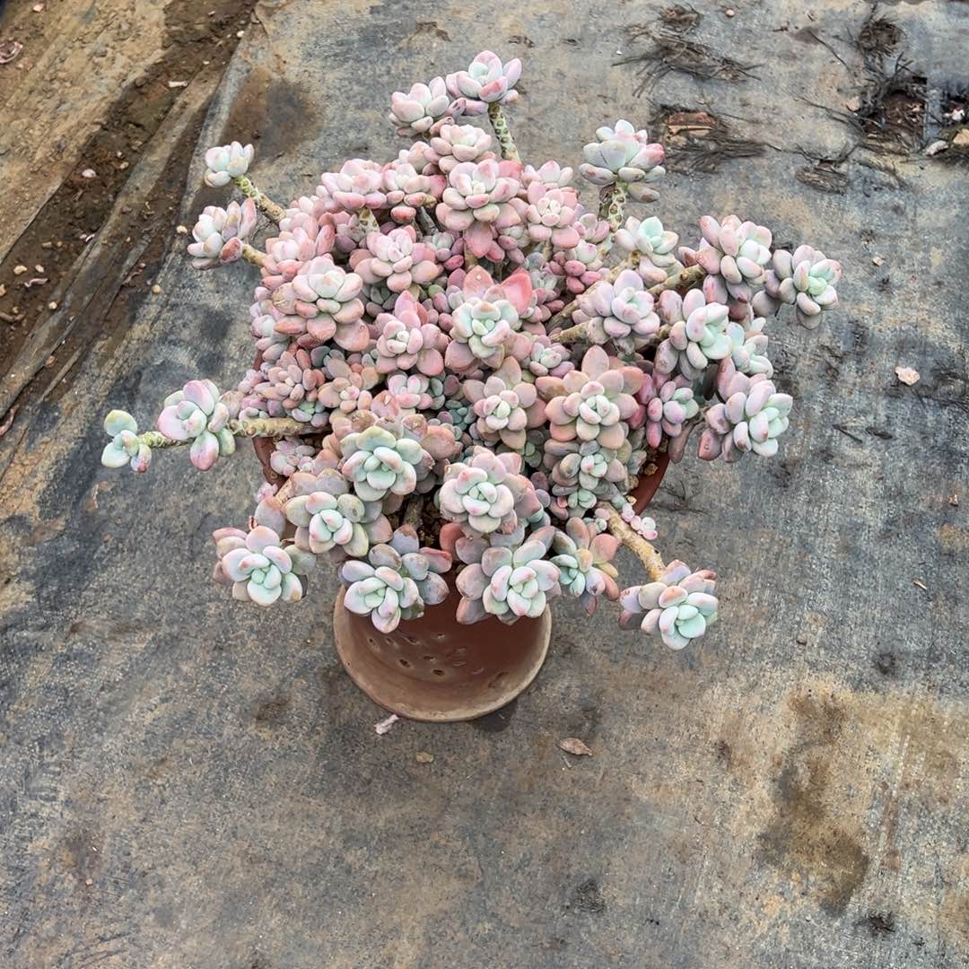 精品红洛神飘枝 裸根