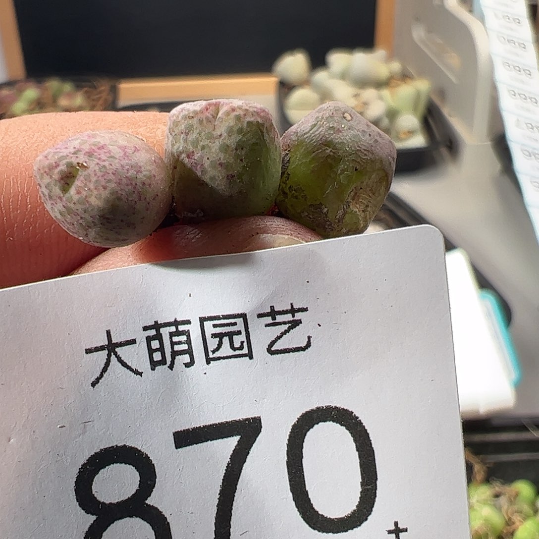 一物一拍。         870