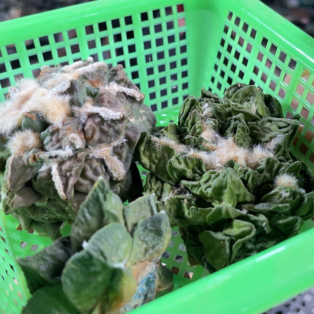 19号酸菜牡丹筐拍拍3颗