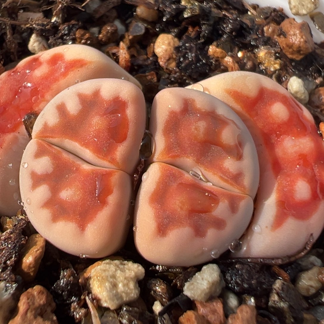 1410多肉植物百科知识