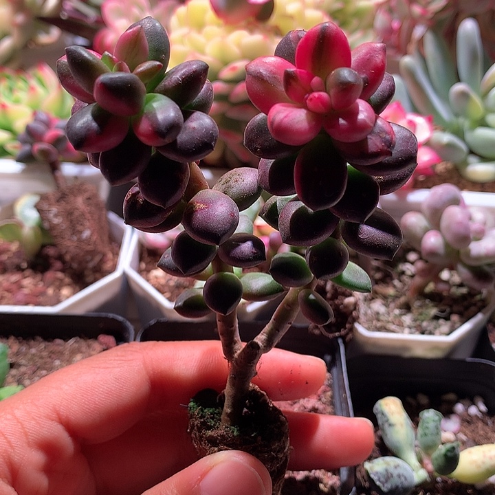 黑美人锦锦拉丝锦双头